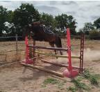 ponette 143 cms - 7 ans