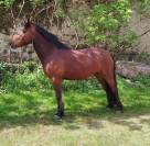 PONEY HONGRE CONNEMARA 4 ANS
