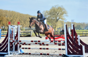 Belle jument de saut d'obstacles ou jument de loisirs