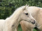 Pouliche anglo arabe part bred