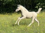 Pouliche anglo arabe part bred