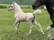 Pouliche anglo arabe part bred