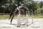 cheval PS