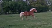 Haflinger 3 qns 