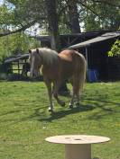 Haflinger 3 qns 