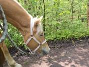 Haflinger 3 qns 