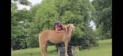 Haflinger 3 qns 