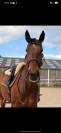 Cheval passion petit budget