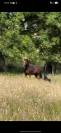 Cheval passion petit budget
