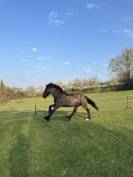 Poulain Gypsian
