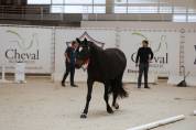 Hongre pfs de 3 ans
