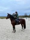 Jument belge de 7ans 