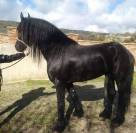 &Agrave; vendre &ndash; Magnifique &eacute;talon Frison de 17 ans