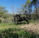 &Agrave; vendre &ndash; Magnifique &eacute;talon Frison de 17 ans