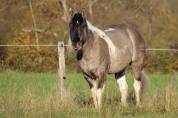 Quarter Pony Grullo 