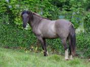 Quarter Pony Grullo 