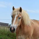 jument HAFLINGER PP Confirm&eacute;e