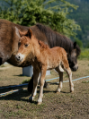 Poneys falabella crois&eacute; shetland &agrave; vendre 