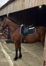 VENDS CHEVAL DE RANDONNNE