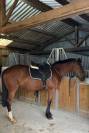 VENDS CHEVAL DE RANDONNNE