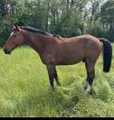 VENDS CHEVAL DE RANDONNNE