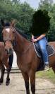 VENDS CHEVAL DE RANDONNNE