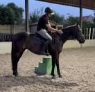 Hongre pur-sang 5ans