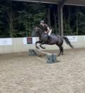 Hongre pur-sang 5ans