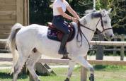 Adorable cheval de loisirs &agrave; vendre 
