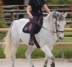Dressage et travail &agrave; pied 