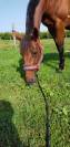 Vanda d&rsquo;Antifer &ndash; Jument TF de 17 ans