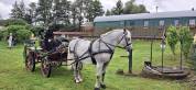 cheval de trait Arabo Percheron attel&eacute; + cal&egrave;che Marath