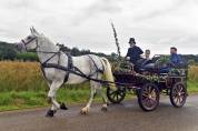 cheval de trait Arabo Percheron attel&eacute; + cal&egrave;che Marath
