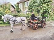 cheval de trait Arabo Percheron attel&eacute; + cal&egrave;che Marath