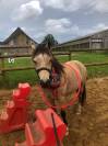 Super poney cherche pilote 