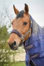 Jument CSO amateur 
