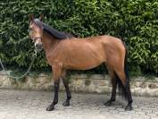 Ponette D 5 ans &agrave; vendre 