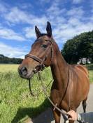 Jument de 8ans &agrave; vendre 