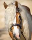 Santa Cruz &ndash; &Eacute;talon Haflinger approuv&eacute; France & Allemag