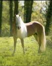 Santa Cruz &ndash; &Eacute;talon Haflinger approuv&eacute; France & Allemag