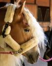 Santa Cruz &ndash; &Eacute;talon Haflinger approuv&eacute; France & Allemag