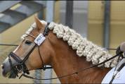 Santa Cruz &ndash; &Eacute;talon Haflinger approuv&eacute; France & Allemag