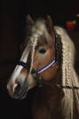 Santa Cruz &ndash; &Eacute;talon Haflinger approuv&eacute; France & Allemag