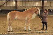 Santa Cruz &ndash; &Eacute;talon Haflinger approuv&eacute; France & Allemag