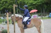 Santa Cruz &ndash; &Eacute;talon Haflinger approuv&eacute; France & Allemag