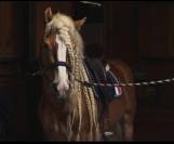 Santa Cruz &ndash; &Eacute;talon Haflinger approuv&eacute; France & Allemag
