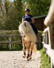 Santa Cruz &ndash; &Eacute;talon Haflinger approuv&eacute; France & Allemag
