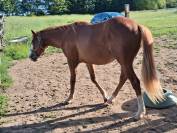 Quarter horse 2 ans 