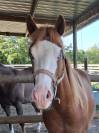 Quarter horse 2 ans 