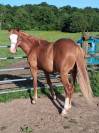 Quarter horse 2 ans 